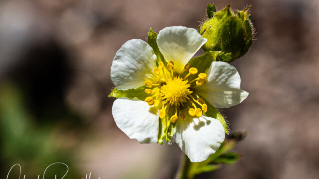 Drymocallis lactea var. lactea Sierran woodbeauty, Drymocallis lactea var. lactea