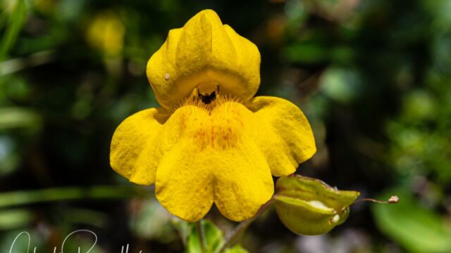 Erythranthe tilingii Tiling's monkeyflower, Erythranthe tilingii