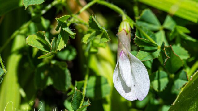 Trifolium monanthum Mountain carpet clover, Trifolium monanthum