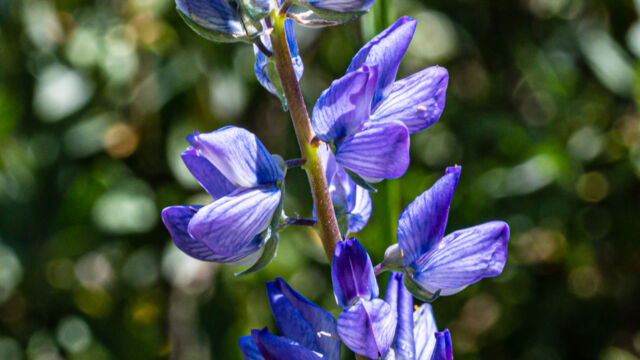 Lupinus sp.
