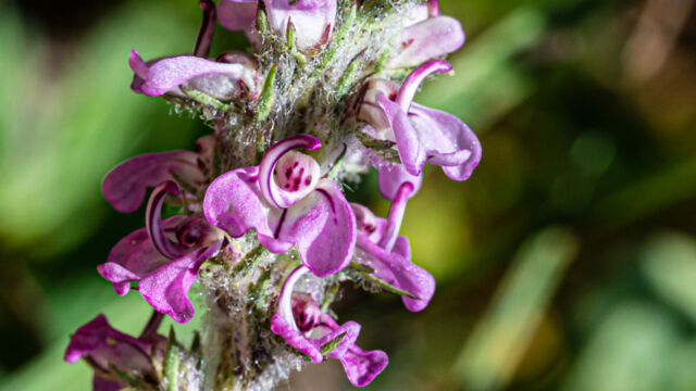 Little elephant's head Little elephant's head, Pedicularis attollens