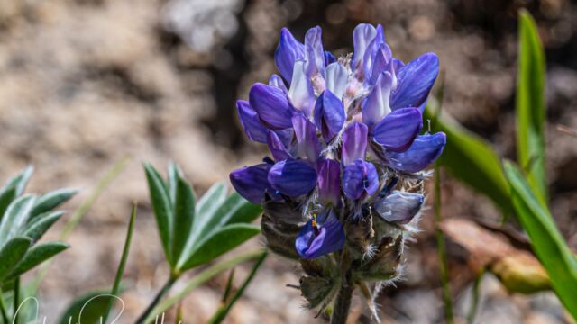 Dwarf lupine, Lupinus lepidus Dwarf lupine, Lupinus lepidus