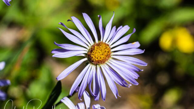 Oreostemma alpigenum var. andersonii Tundra aster, Oreostemma alpigenum var. andersonii