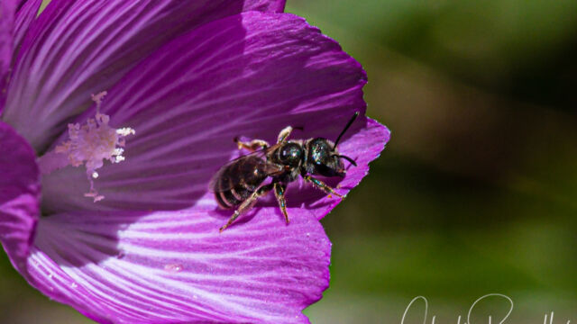 Halictus sp. Furrow Bee, Halictus sp.