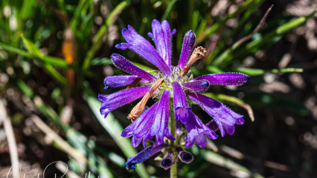 Penstemon heterodoxus var. heterodoxus Sierra beardtongue, Penstemon heterodoxus var. heterodoxus