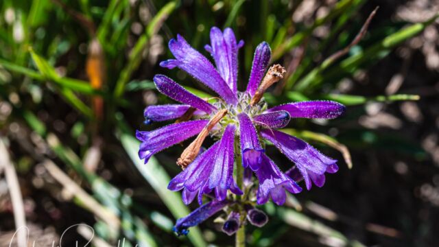 Penstemon heterodoxus var. heterodoxus Sierra beardtongue, Penstemon heterodoxus var. heterodoxus