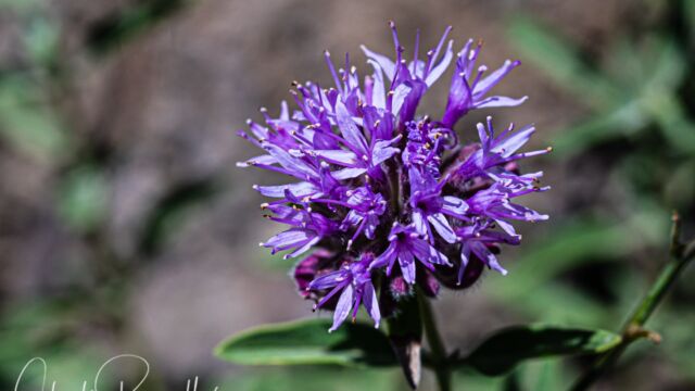 Monardella odoratissima ssp. glauca Coyote mint, Monardella odoratissima ssp. glauca