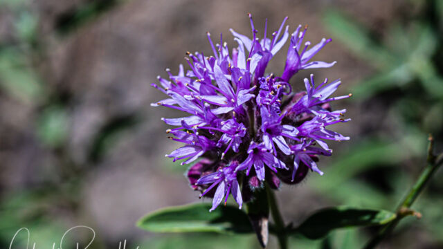 Monardella odoratissima ssp. glauca Coyote mint, Monardella odoratissima ssp. glauca