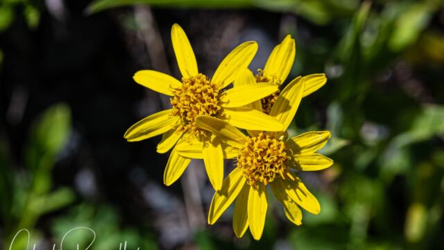 Arnica lanceolata ssp. prima Clasping arnica, Arnica lanceolata ssp. prima