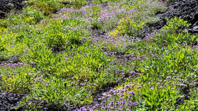 Hillside full of Coyote mint Hillside full of Coyote mint