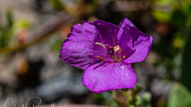Epilobium obcordatum Rockfringe, Epilobium obcordatum