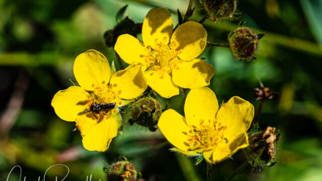 Potentilla gracilis var. fastigiata Slender cinquefoil, Potentilla gracilis var. fastigiata