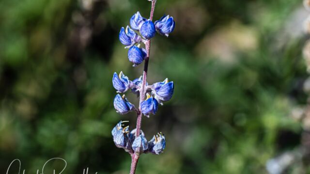 Lupinus argenteus var. meionanthus Lake tahoe lupine, Lupinus argenteus var. meionanthus