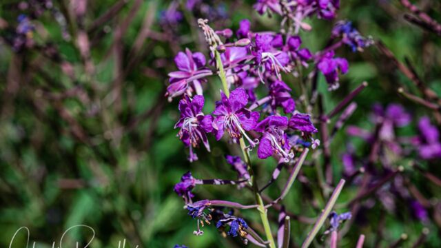 Chamerion angustifolium ssp. circumvagum Fireweed, Chamerion angustifolium ssp. circumvagum