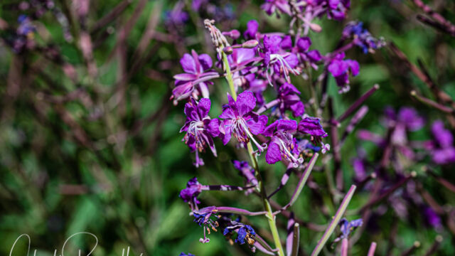 Chamerion angustifolium ssp. circumvagum Fireweed, Chamerion angustifolium ssp. circumvagum