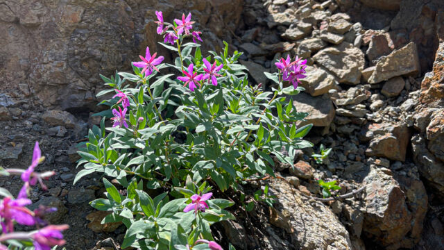 Chamaenerion latifolium, upslope in one of the draws off the trail Dwarf Fireweed, Chamaenerion latifolium, upslope in one of the draws off the trail