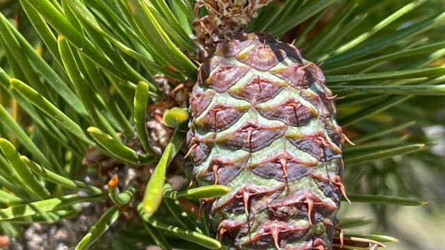 Pinus contorta Lodgepole pine, Pinus contorta