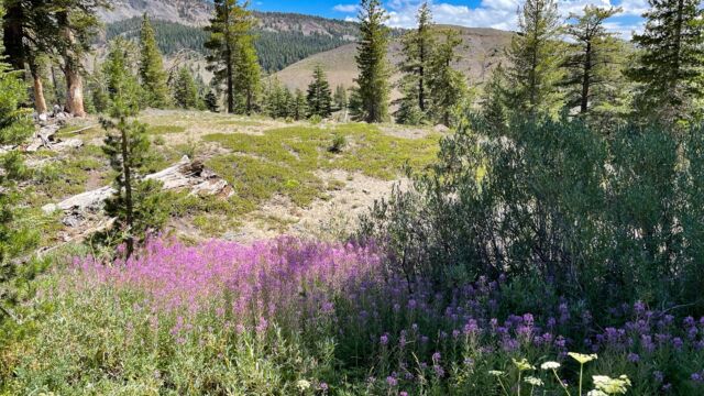 Seep downhill, full of Fireweed and others Seep downhill, full of Fireweed and others
