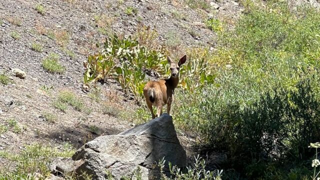 Odocoileus hemionus ssp. columbianus Columbian Black-tailed Deer, Odocoileus hemionus ssp. columbianus