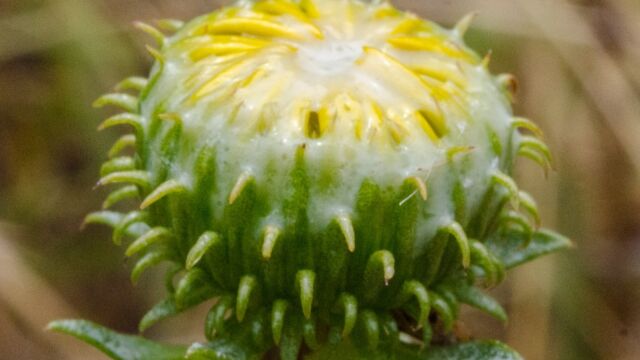 Coastal gumweed, Grindelia stricta