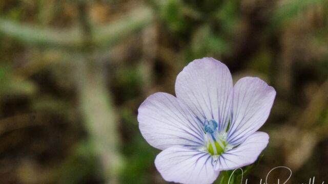 Pale flax, Linum bienne