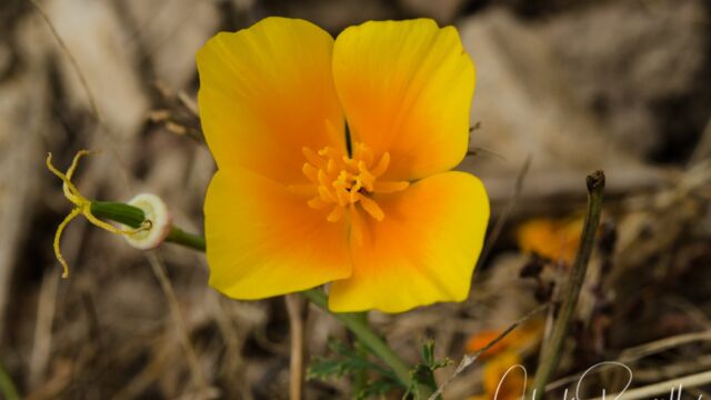 California poppy, Eschscholzia californica