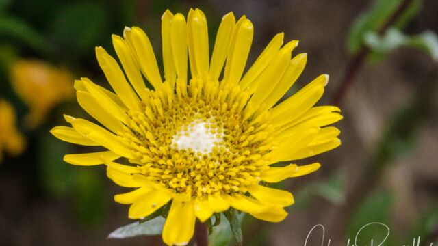 Coastal gumweed, Grindelia stricta