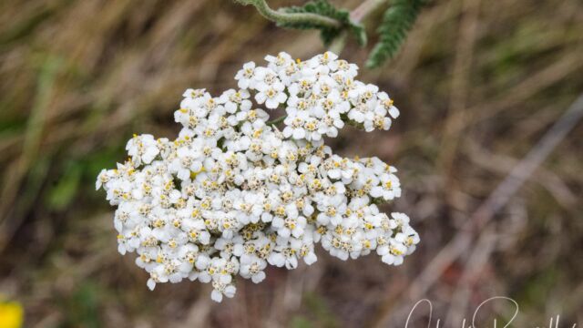 Common Yarrow, Achillea millefolium