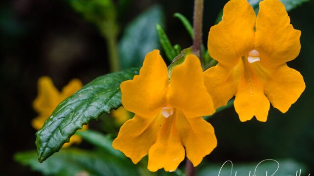 Sticky monkeyflower (aka bush monkeyflower), Diplacus aurantiacus
