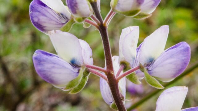 Coastal bush lupine, Lupinus arboreus Coastal bush lupine, Lupinus arboreus