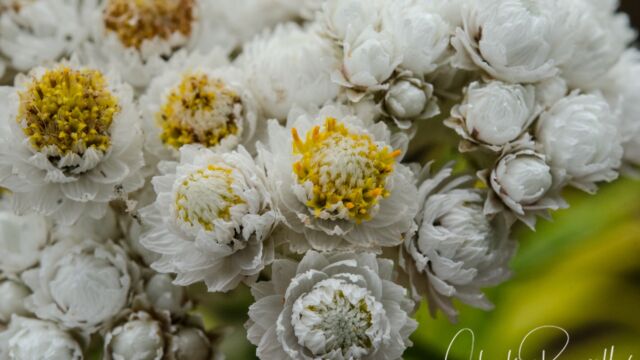 Pearly everlasting, Anaphalis margaritacea