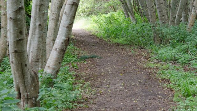 Alder trees along the Muddy Hollow trail Alder trees along the Muddy Hollow trail
