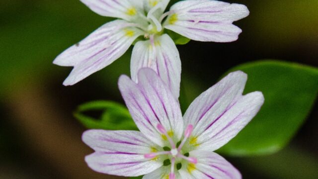 Candy flower, Claytonia sibirica