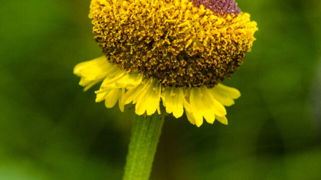 Sneezeweed, 
Helenium puberulum