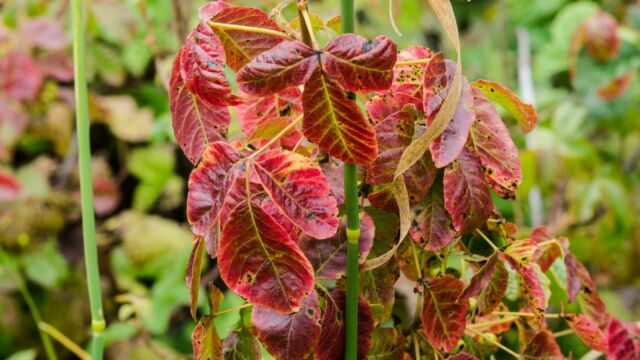 Poison oak, Toxicodendron diversilobum