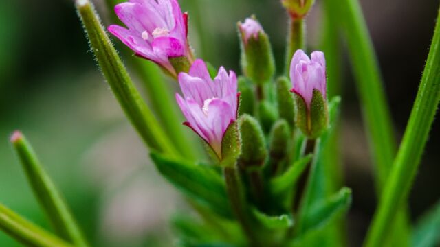 Willowherb