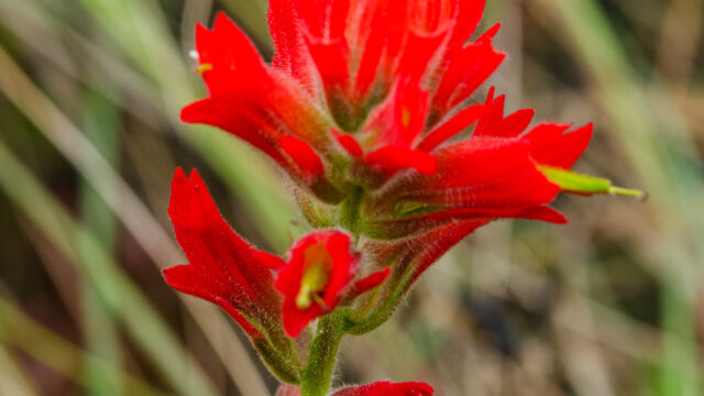 Wight's paintbrush, 
Castilleja wightii Wight's paintbrush, Castilleja wightii