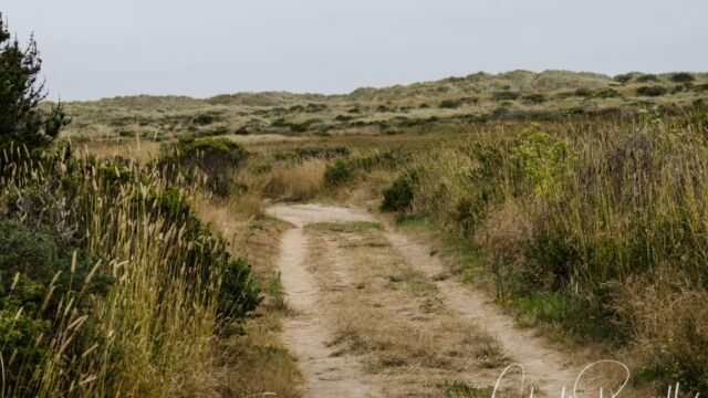 Muddy Hollow trail approaching the beach dunes