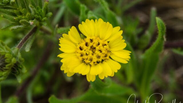 Hayfield tarweed, Hemizonia congesta ssp. lutescens