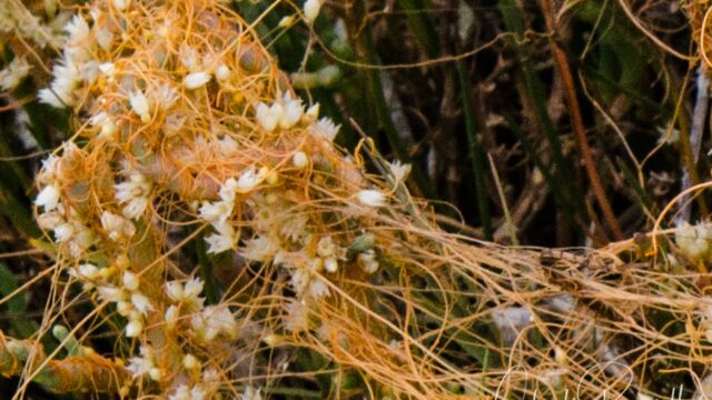 Saltmarsh dodder, Cuscuta pacifica