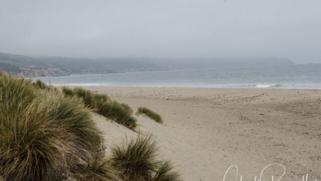 Limantour beach at the end of the Muddy Hollow trail