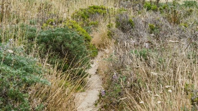 Trail through the scrub behind the sand dunes Trail through the scrub behind the sand dunes