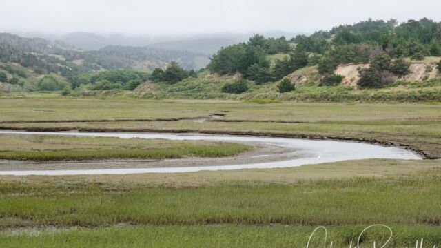 Creek entering the estuary Creek entering the estuary