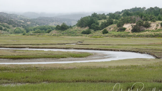 Creek entering the estuary Creek entering the estuary