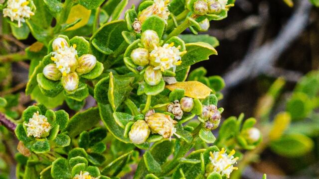 Coyote brush, Baccharis pilularis, female flower Coyote brush, Baccharis pilularis