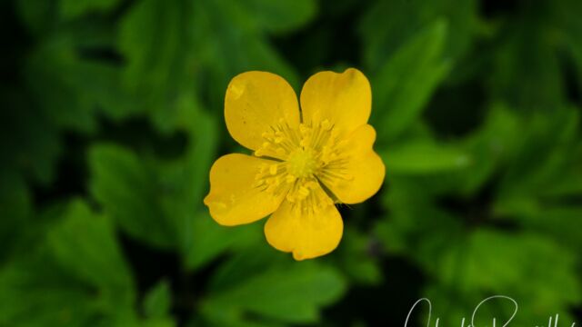Ranunculus occidentalis Western buttercup, Ranunculus occidentalis