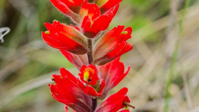 Coastal paintbrush, Castilleja affinis, red form