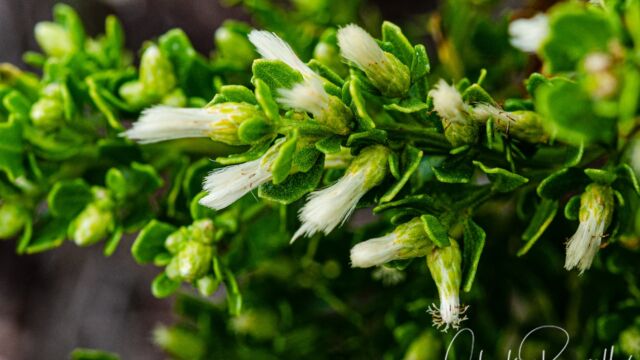 Coyote brush, Baccharis pilularis Coyote brush, Baccharis pilularis