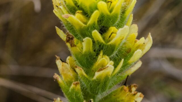 Coastal paintbrush, Castilleja affinis, yellow form