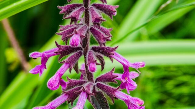 Coast hedge nettle, Stachys chamissonis